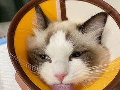 -佳雯宠物医院(四明中路分院)