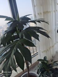 -HEYAN荷妍专业脱毛连锁机构