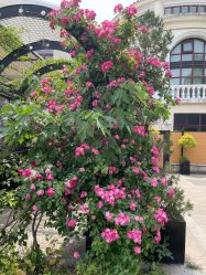 -伊莎贝拉婚礼庄园(顾村店)