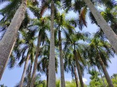 -中国科学院西双版纳热带植物园