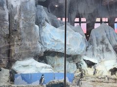 -帝企鹅自助餐厅•儿童岛•真企鹅(长隆企鹅酒店)