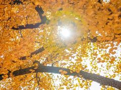 -千年银杏谷文化旅游区