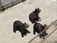 -大连森林动物园