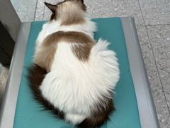 -四月宠物医院·猫专科·心脏专科·内科(转塘店)