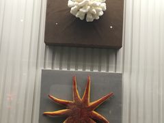 -青岛贝壳博物馆