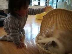 -momokira米努特·德文卷毛猫·棉花面纱犬
