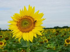 -中国天府农业博览园