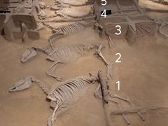 -洛阳周王城天子驾六博物馆