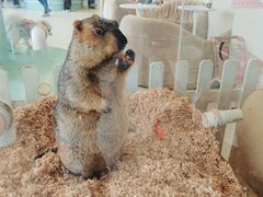 -怪兽屋·羊驼·猫咖·狗咖(俊华广场店)