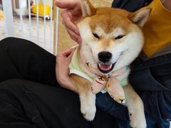 -南京Hallo宠物乐园·哈罗犬舍·柴犬繁育基地