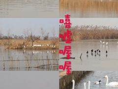 -盐城丹顶鹤湿地生态旅游区