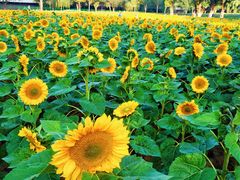 -长白岛森林公园