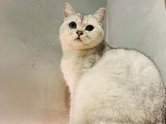 -猫儿山۰猫主题餐厅