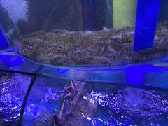 -晶渔坊·海鲜私房菜(东夷小镇店)