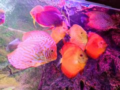 -上海海洋水族馆