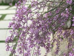 -陕西省西安植物园