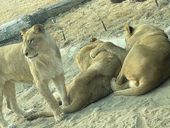 -北京野生动物园