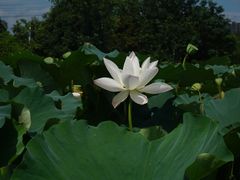 -三圣花乡旅游区