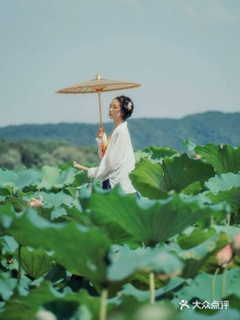 杭州0元西湖夏日赏荷地图️未见西湖先闻荷香