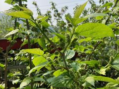 -樱桃山旅游景区