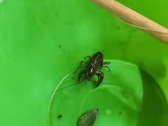 -同銮特种养殖场·龙虾垂钓