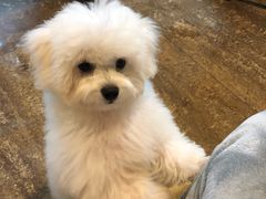 -仁华宠物医院(青羊店)