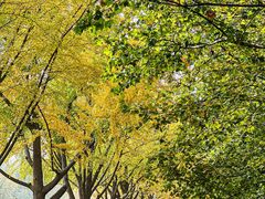 -三里屯东五街银杏大道