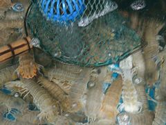 -宾朋海鲜饭庄(兴海路店)