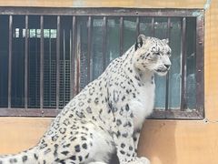 -青藏高原野生动物园