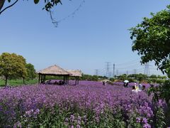 -上海杨姆庄园