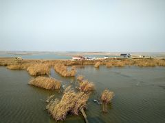 -盐城丹顶鹤湿地生态旅游区