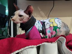 -猫色咖啡·猫咖