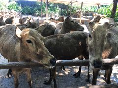 -海南热带野生动植物园