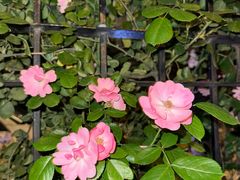 -盘龙城国家考古遗址公园