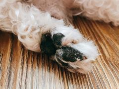 -BABYDOG宝贝狗宠物乐园(欧洲城店)