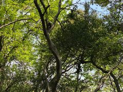 -苏州上方山国家森林公园