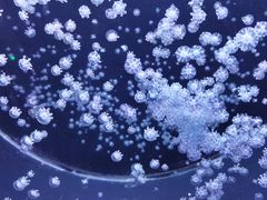 -海合安天津极地海洋公园