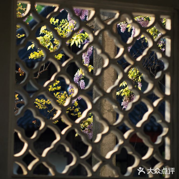 苏州最安静的紫藤花赏花点！