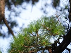 -庐山风景区花径公园