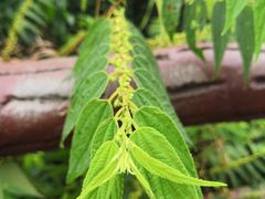 -羚羊峡古栈道森林公园