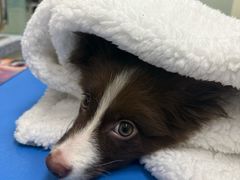 -瑞派申生动物医院·24H夜诊·国际动物医疗中心·骨外科(吴中路店)