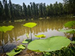 -东郊湿地公园