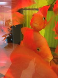 -西美医疗美容门诊部