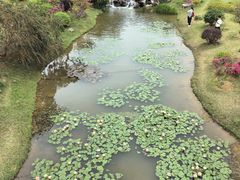 -东莞植物园