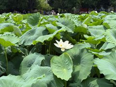 -莲池书院博物馆