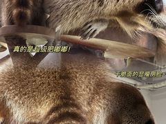 -more than meow吴止猫主题餐厅(承德 中船汇店)