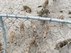 -西霞口神雕山野生动物世界