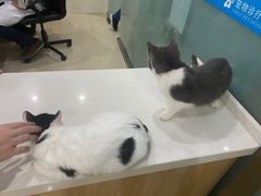 -菲尔斯特宠物医院