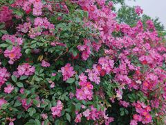 -国家植物园南园