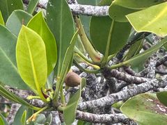 -东寨港红树林旅游区